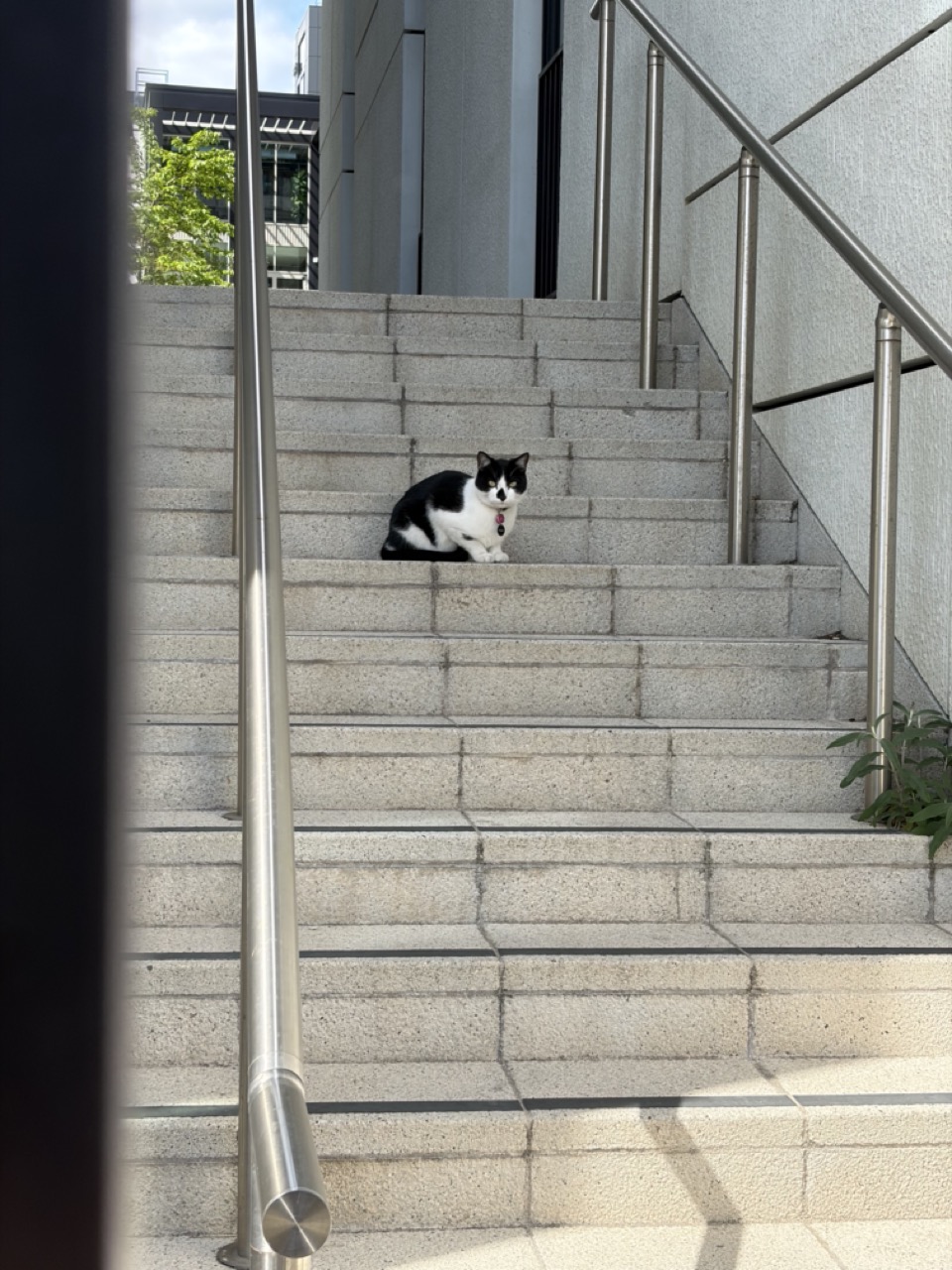 Photograph of a black and white cat resting on steps, the cat's snout has a central small black fur patch